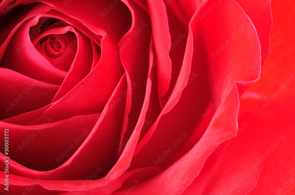 Rose Rose