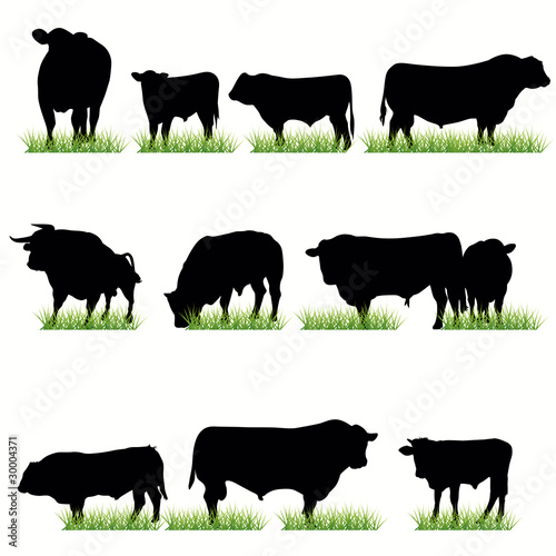 Bulls silhouettes