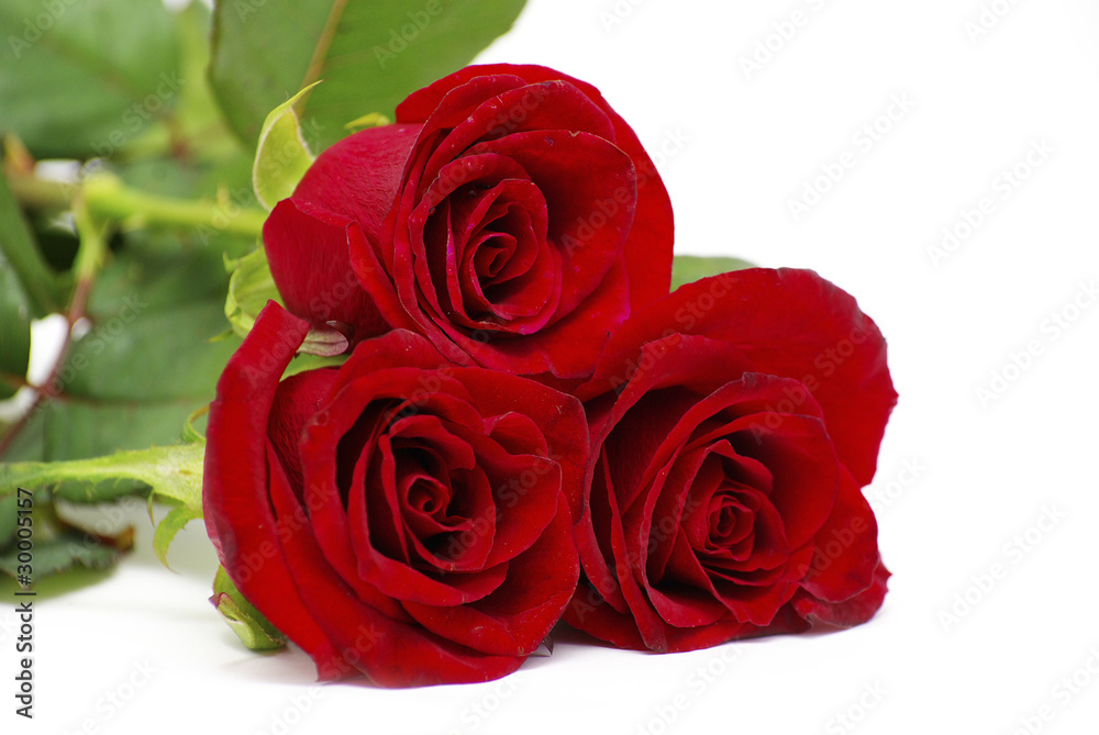 red roses red roses