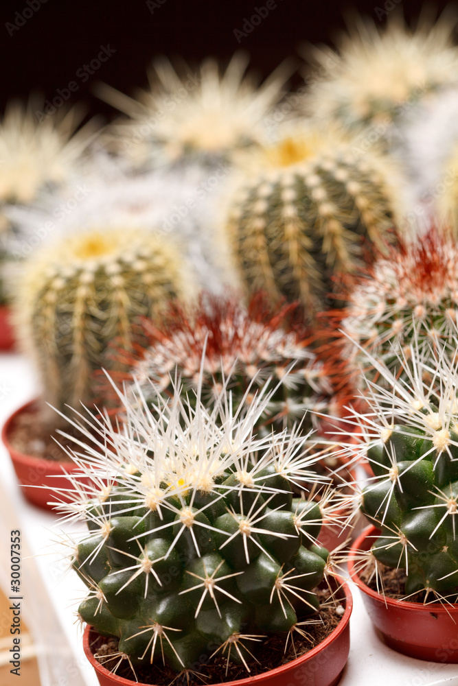 cactus flowers