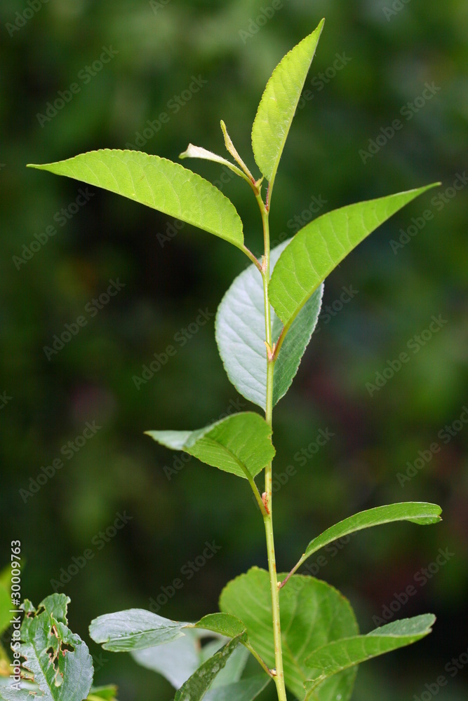 green leaf