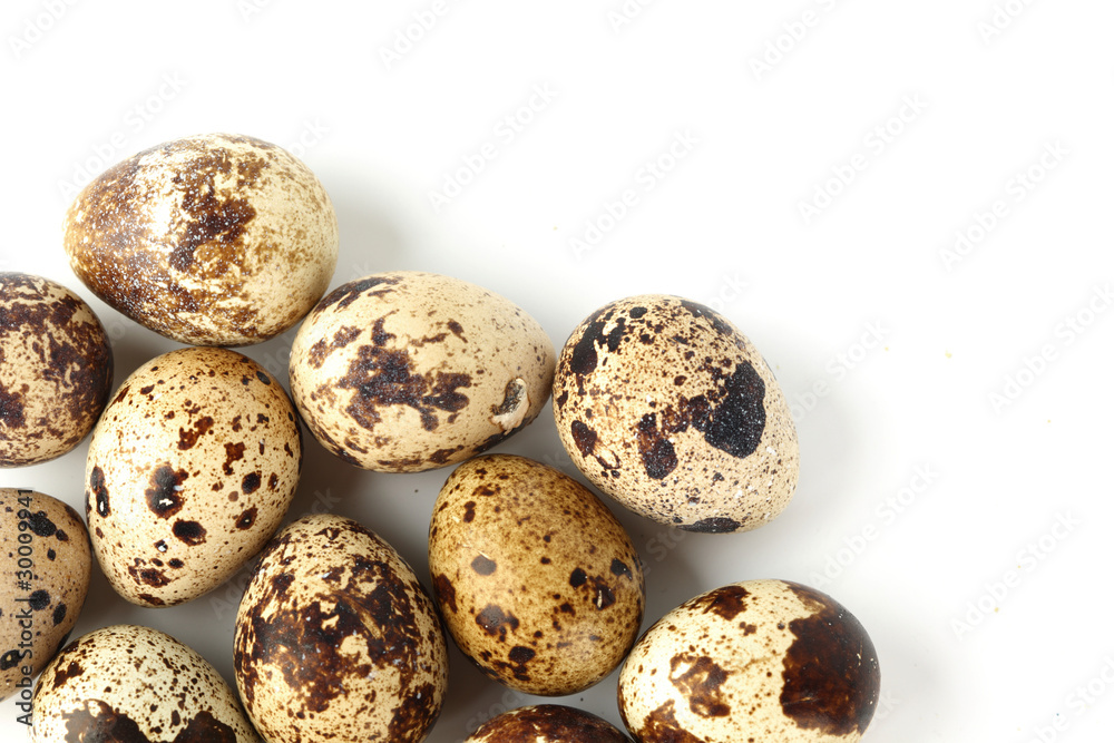 quail egg background