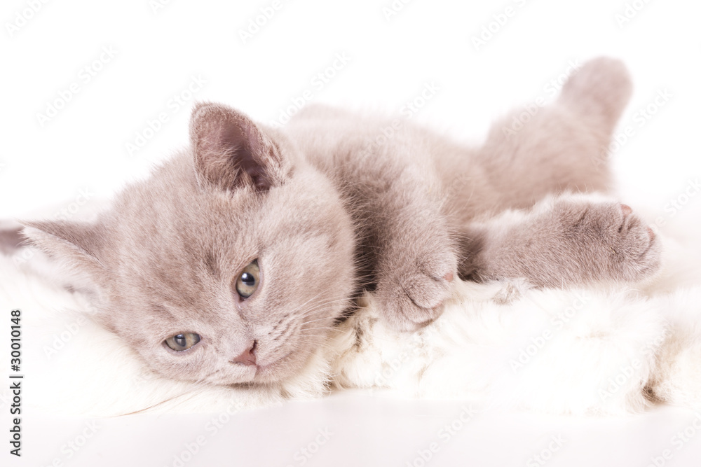 British kitten rare color (lilac,) British kitten rare color (lilac,)