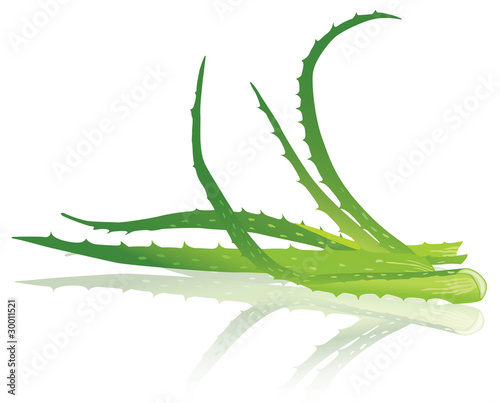 Aloe vera leaves. Vector illustration.