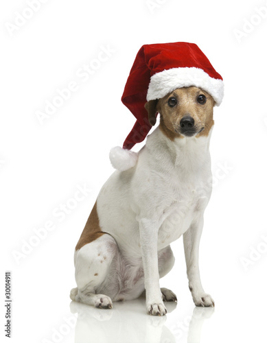 Hund mit Weihnachtsmütze © akf
