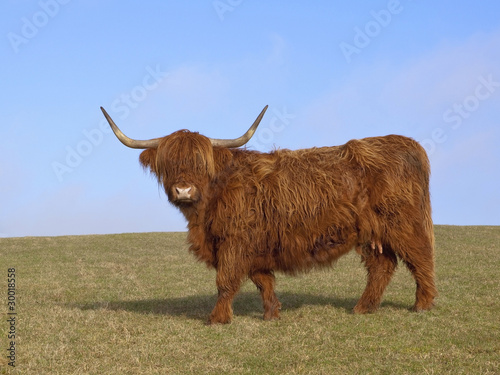 highland cow