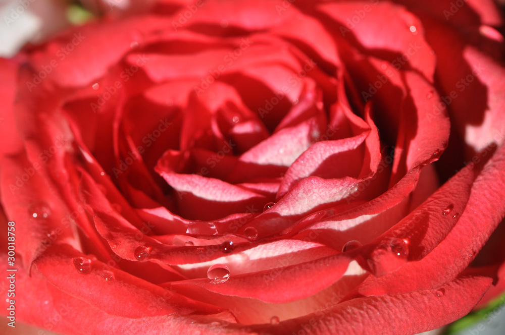 Macro Red and White Rose Macro Red and White Rose