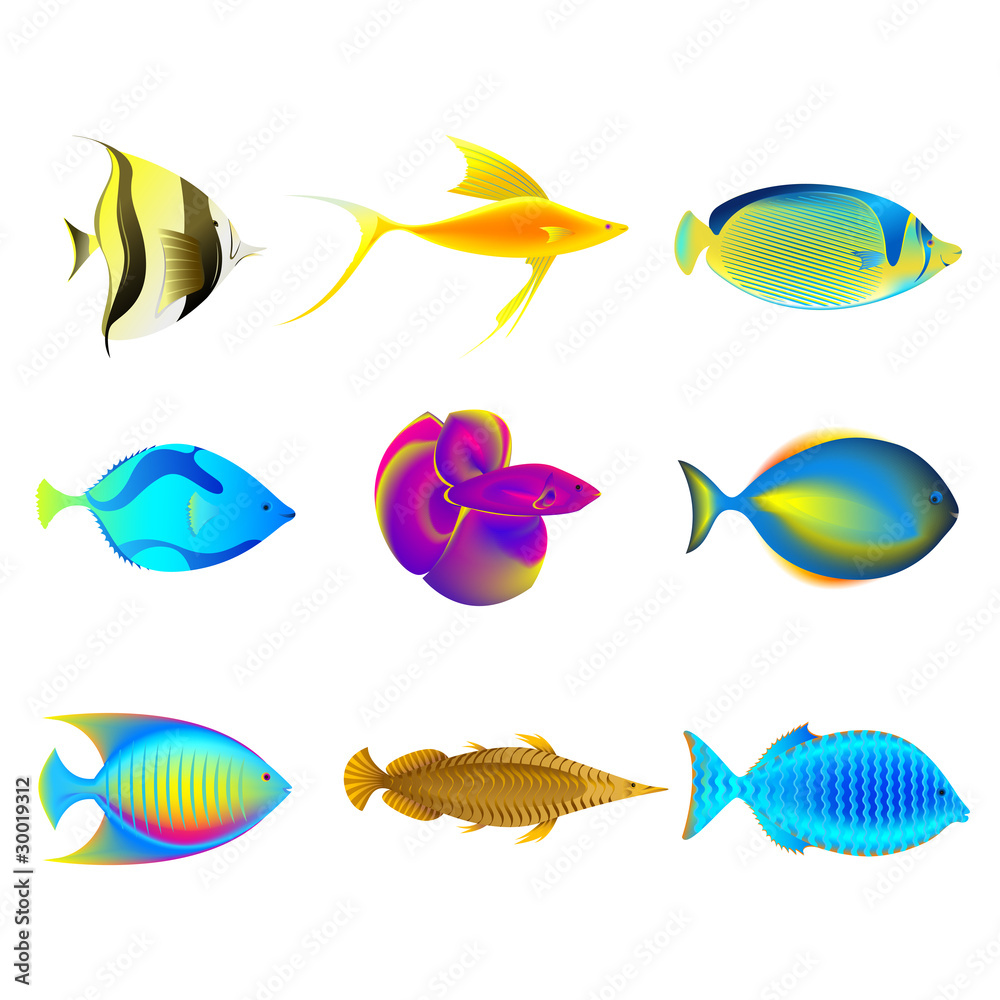 Fototapeta premium Colorful Fishes