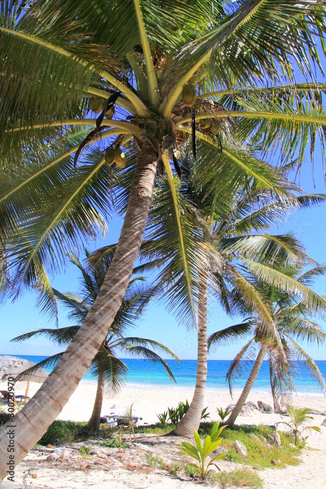 Fototapeta premium Caribbean coconut palm trees tuquoise sea