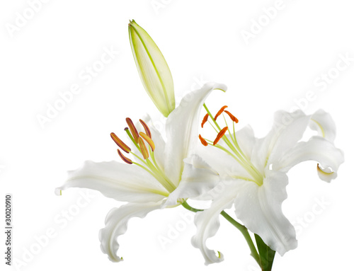 Fototapeta Naklejka Na Ścianę i Meble -  Flowers white lilies on a white background