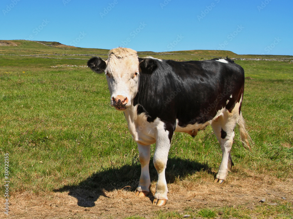 Irish bull Irish bull