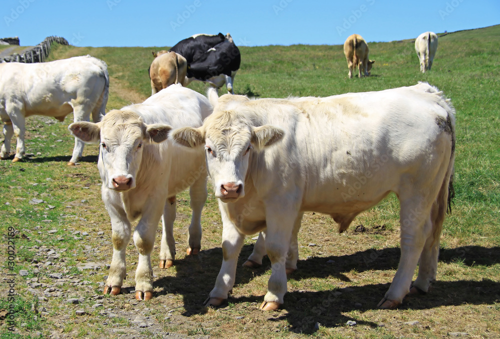 Irish bulls Irish bulls
