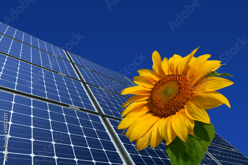 Monokristalline Solarmodule und Sonnenblume