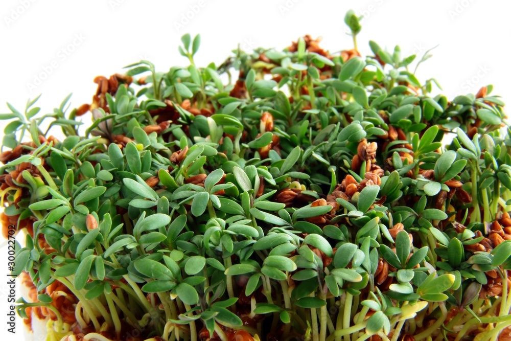 Fototapeta premium cuckoo-flower green sprouts