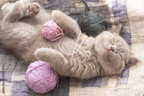 Fotografie, Obraz British kitten sleeping