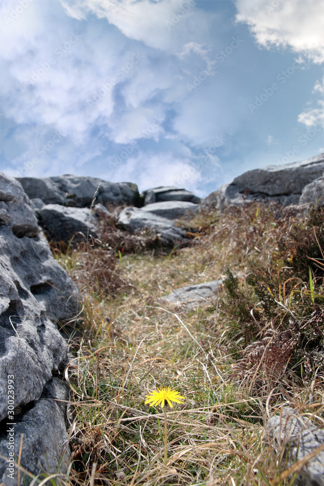 Fototapeta premium burren yellow flower plant life