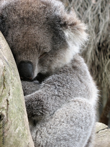 Photography Schlafender Koala