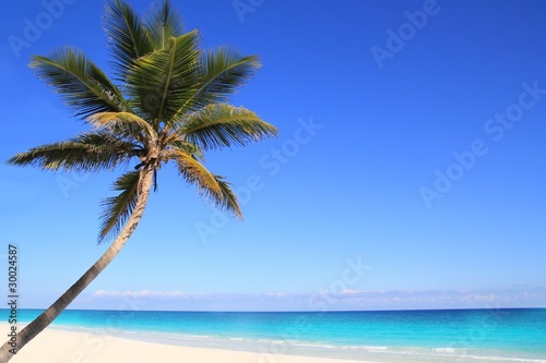 Caribbean coconut palm trees in tuquoise sea © lunamarina