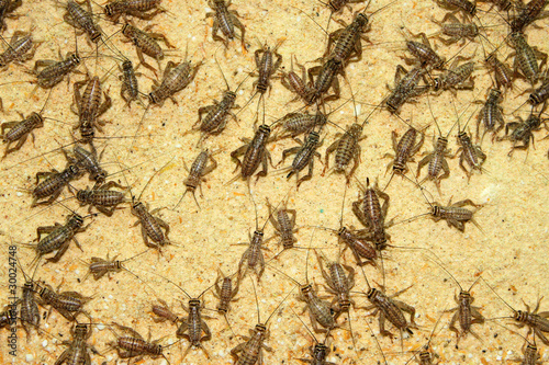 Crickets in farm