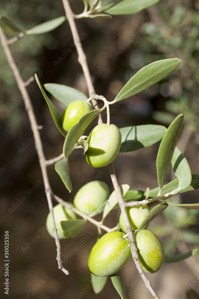 Obraz premium Olive bianche sull'albero