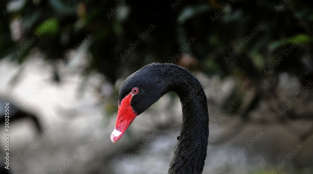 Fototapeta premium The Black Swan.