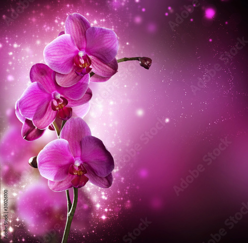 Orchid Flower border design photo