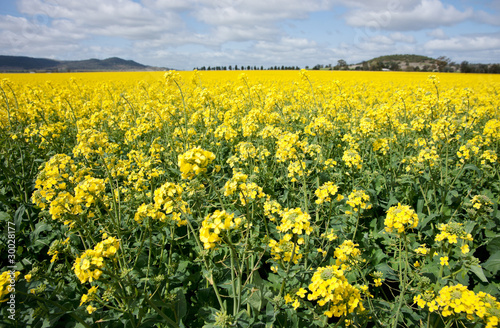canola in the farm field © clearviewstock