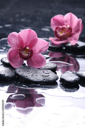 still life with pink orchid reflection