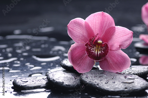 still life with pebble and macro of orchid with water drops