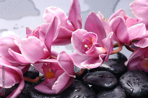 Fototapeta Różowa orchidea na mokrych kamieniach zen