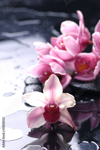 orchid flower and stone with water drops