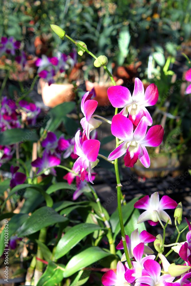 Orchids Orchids