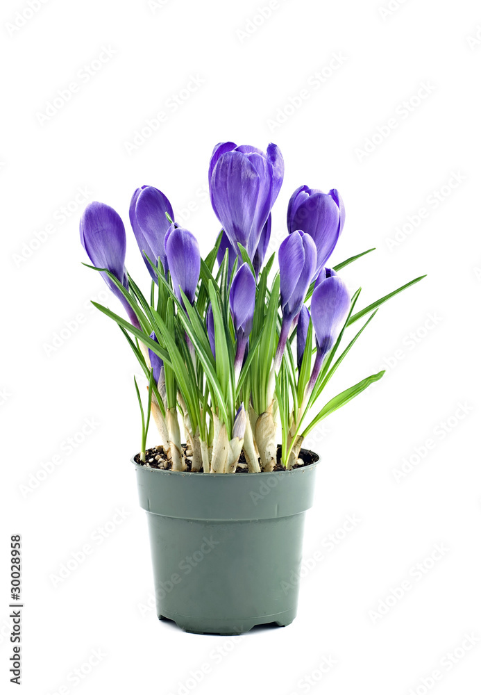 Purple crocus Purple crocus
