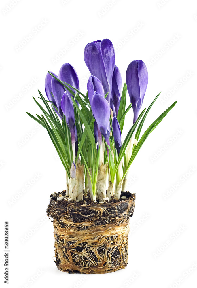 Purple crocus