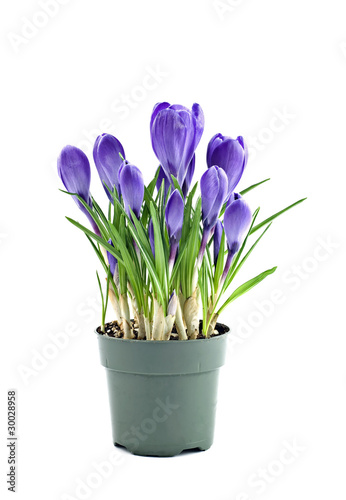 Purple crocus