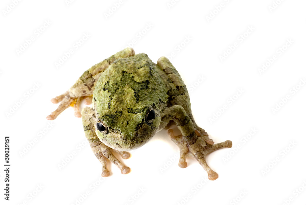 Fototapeta premium Tree Frog Looking Up