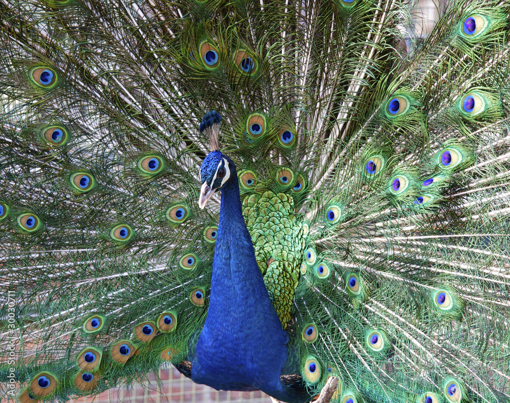 Obraz premium Peacock