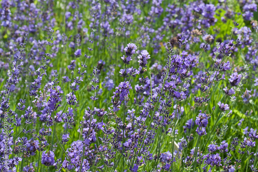 Background of mauve flowers. Shallow depth of field