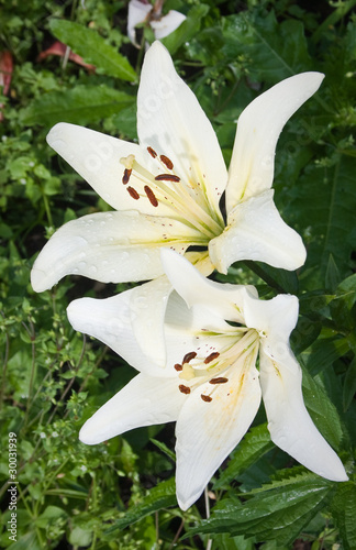Fototapeta Naklejka Na Ścianę i Meble -  Two Beautiful White Lily flowers