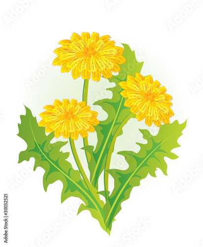 Dandelion