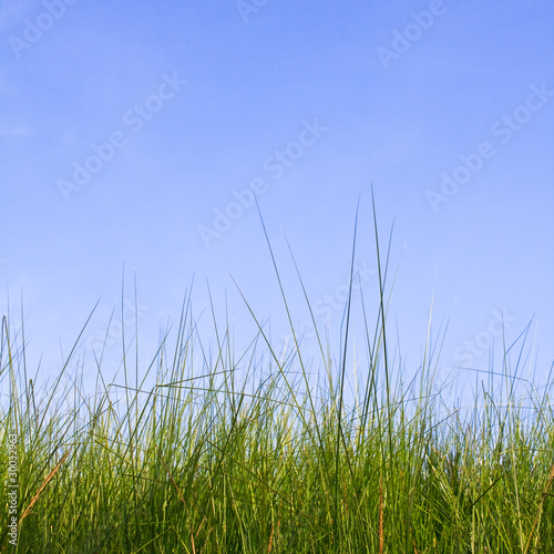 grass