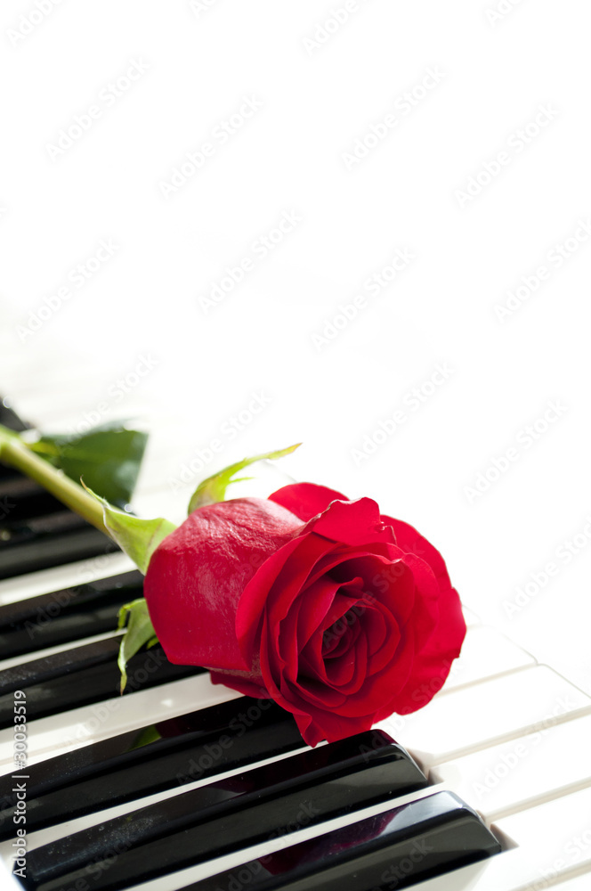 Naklejka premium rose and piano