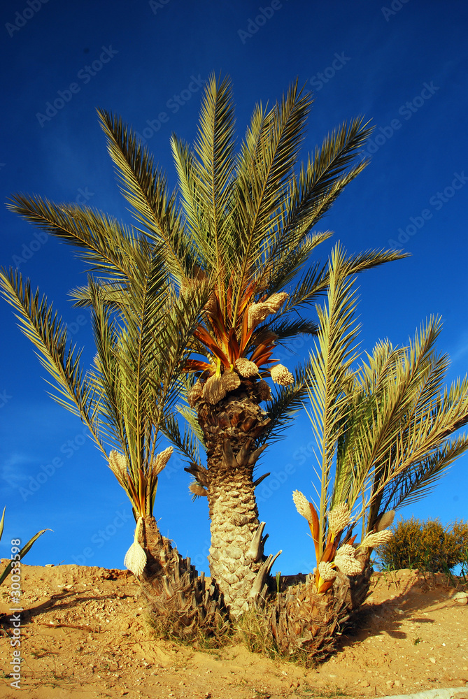 Fototapeta premium Palmen auf Djerba