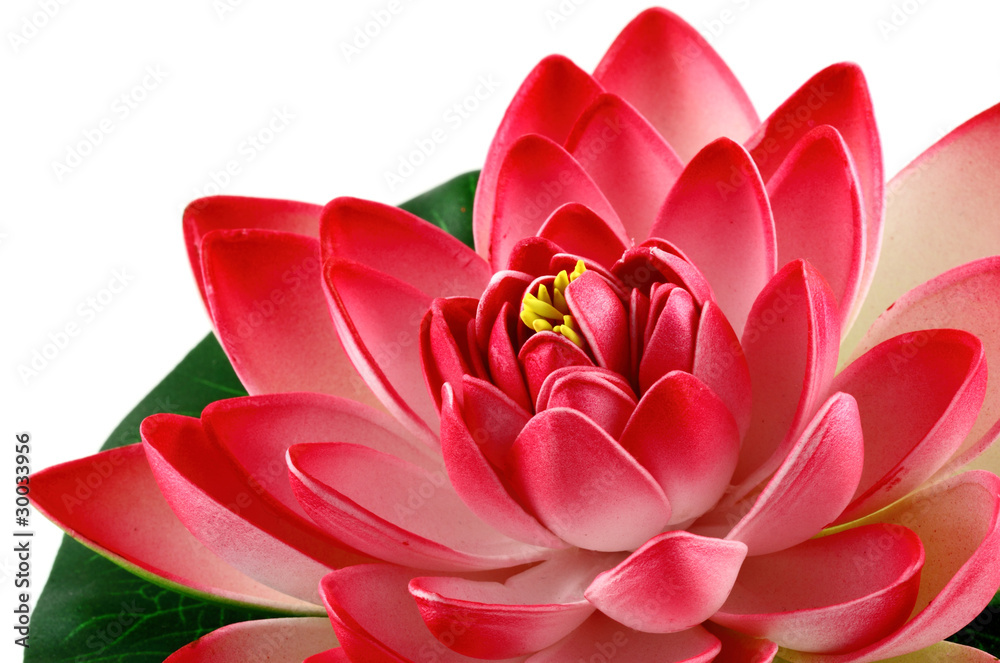 fleur rouge de lotus Photos | Adobe Stock