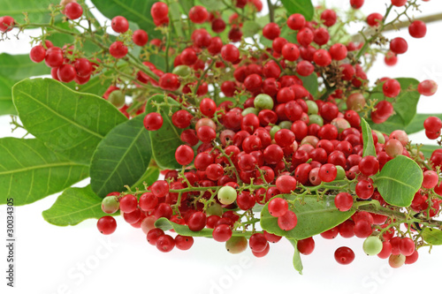 baies roses, schinus terebinthifolus photo