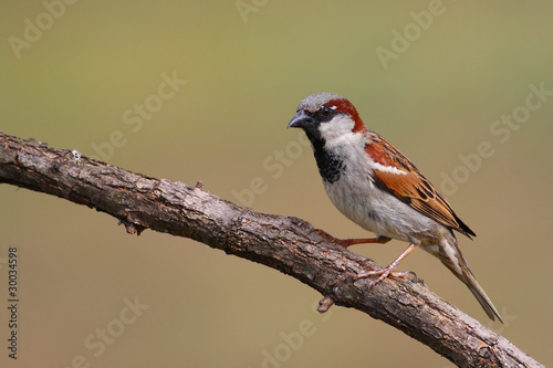 House Sparrow