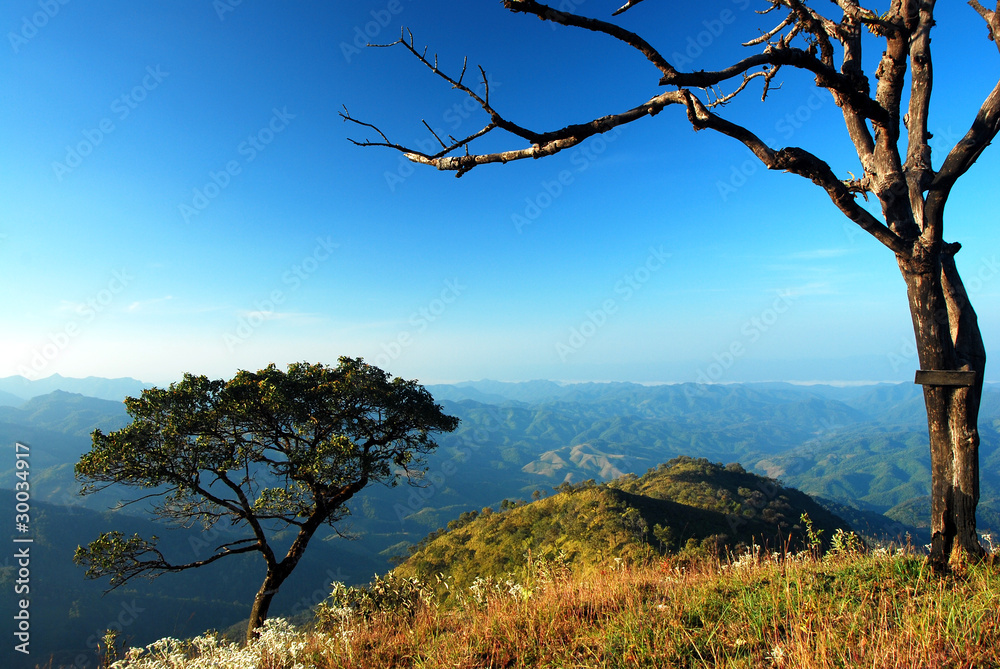 Different Tree on Mountain in Thailand Different Tree on Mountain in Thailand