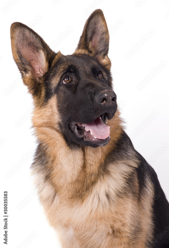 berger allemand de 6 mois berger allemand de 6 mois