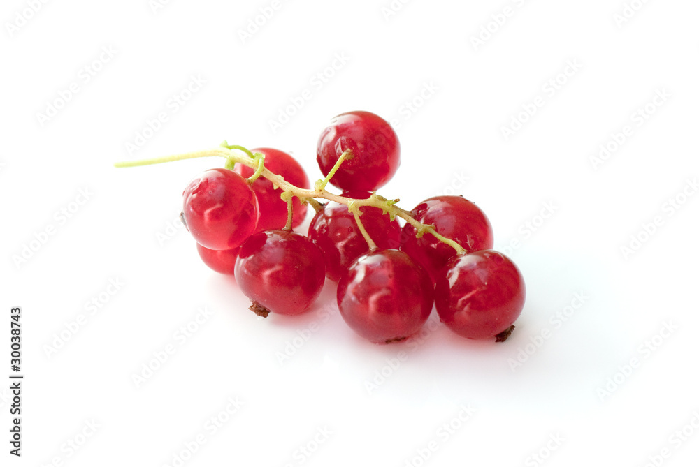 red currant red currant