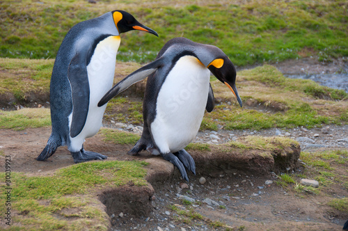 Cautious King Penguins